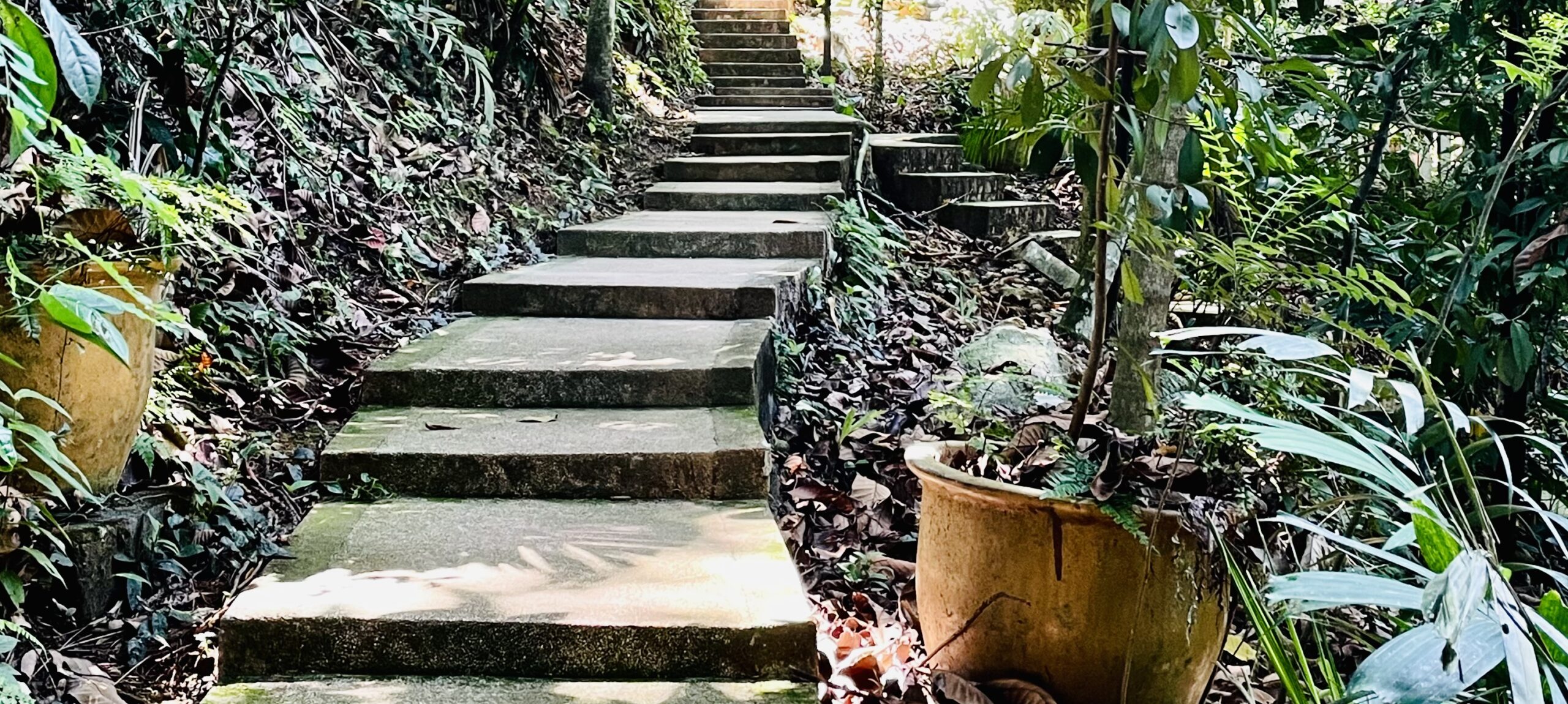 Escaliers dans la végétation dans le Parc de Bukit Nanas à Kuala Lumpur en Malaisie