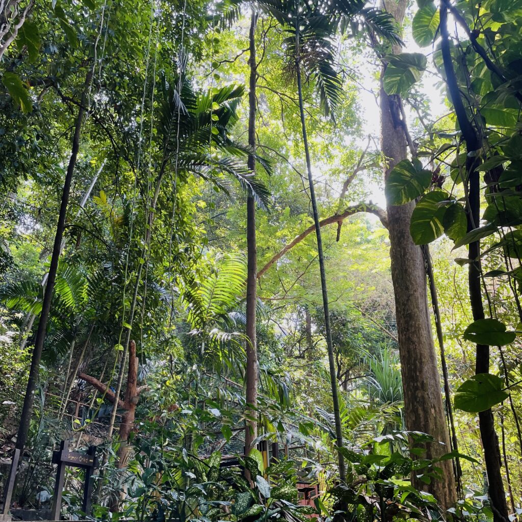 Végétation dans le Parc de Bukit Nanas à Kuala Lumpur en Malaisie
